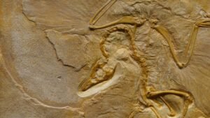 Archaeopteryx