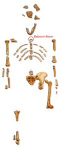Reconstruction of the fossil skeleton of" Lucy" the Australopithecus afarensis