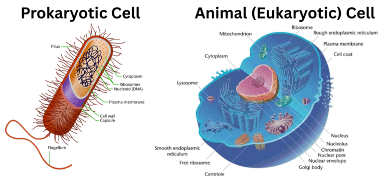 Prokaryotic and Eukaryotic Cell