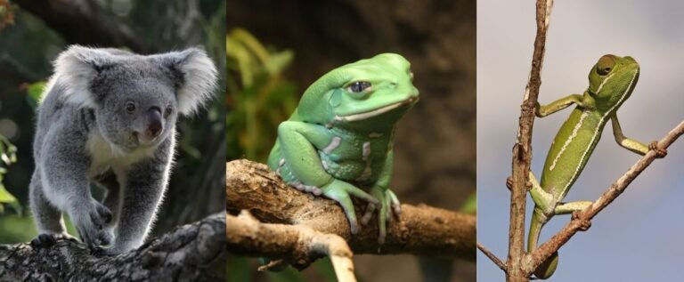 Koala, Waxy Monkey Tree Frog, Chameleon