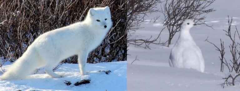 Arctic Fox and Ptarmigan