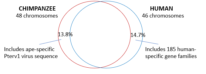 Human Ape Genetic Similarity Venn Diagram